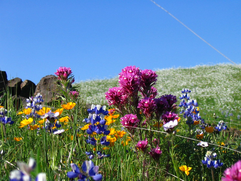 parks-ca-biodiversity-plants-wildflowers
