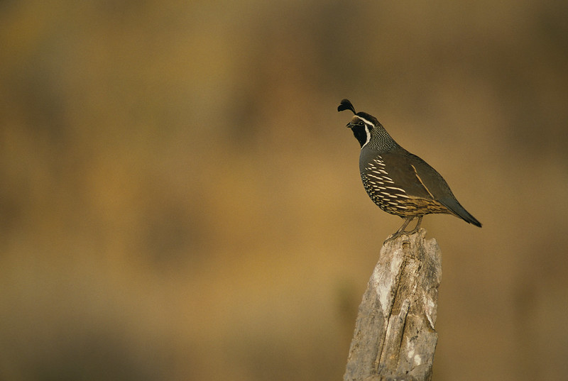 parks-ca-biodiversity-wildlife-quail