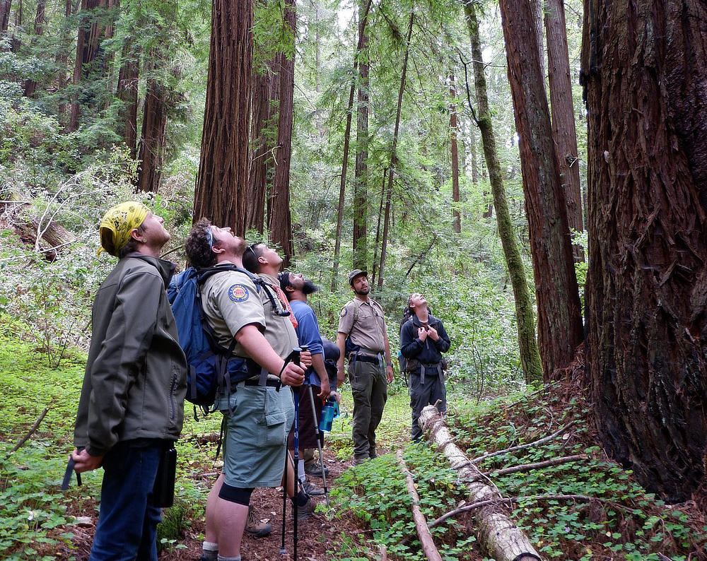 Hikers in a forest looking up a redwood tree